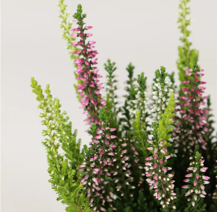 Winterharte Knospenheide Gardengirls® Mini