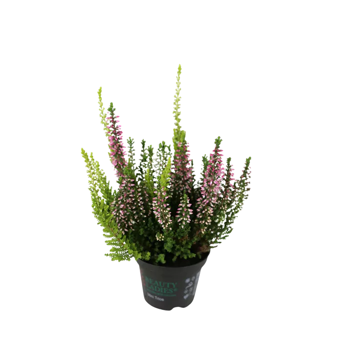 Winterharte Knospenheide Gardengirls® Mini