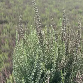 Calluna vulgaris Garden Girls Twin