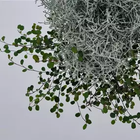 Calocephalus+Mühlenbeckia