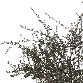 Ceanothus Blue Sapphire ®