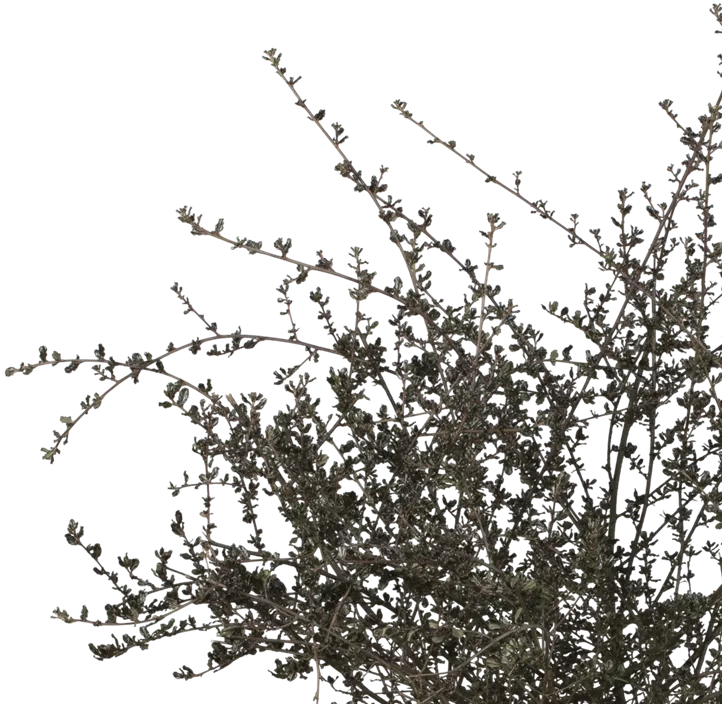 Säckelblume 'Blue Sapphire'