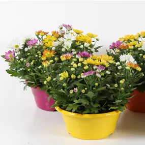 Chrysanthemum Carnaval Schale