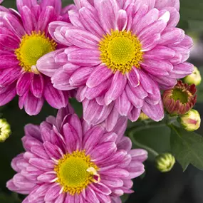 Chrysanthemum indicium Sia