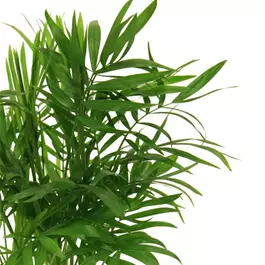 Chamaedorea metallica