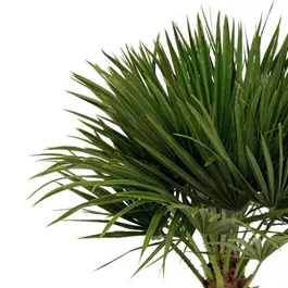 Chamaerops humilis eoliana