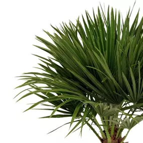 Chamaerops humilis eoliana