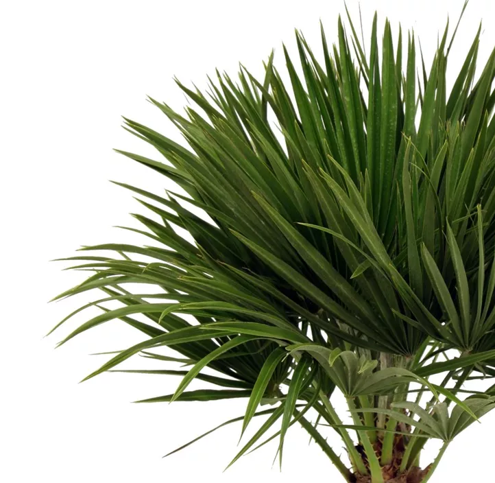 Zwergpalme 'Eoliana'