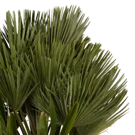 Chamaerops humilis Etnastar
