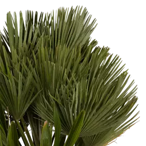 Chamaerops humilis Etnastar