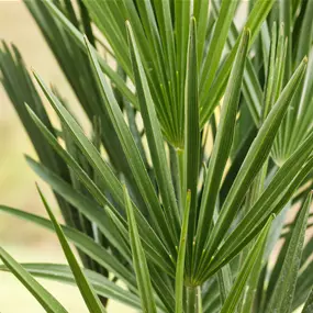 Chamaerops humilis mittel