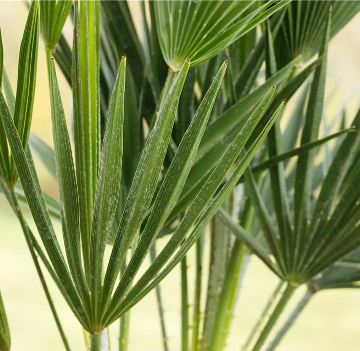 Zwergpalme 'Vulcano'