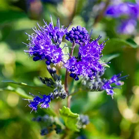 Caryopteris clandonensis