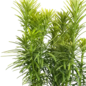 Cephaltaxus harringtonia 'Korean Gold'