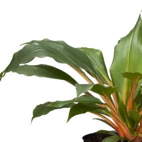 Chlorophytum comosum Green Orange