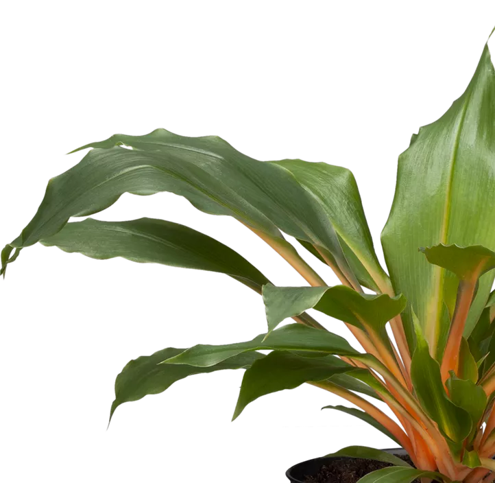 Grünlilie 'Green Orange'