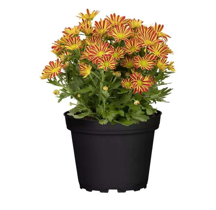 Chrysantheme 'Swifty'