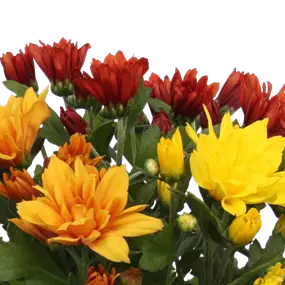 Chrysanthemum indicum Tricolor Sunset