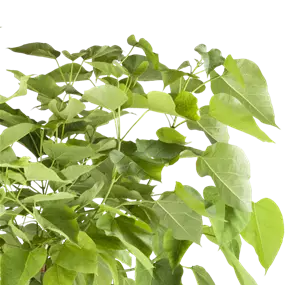 Catalpa bignonioides Nana Halbstamm