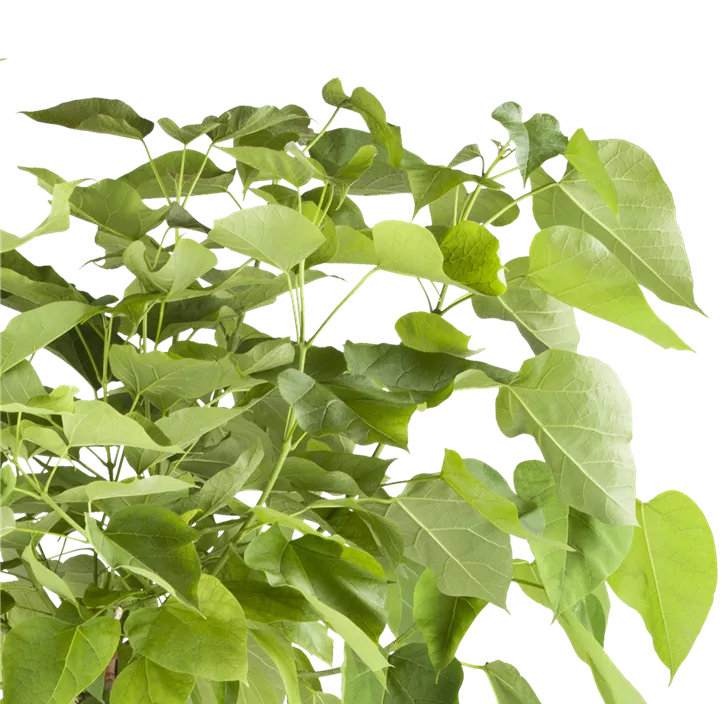 Kugel-Trompetenbaum 'Nana'