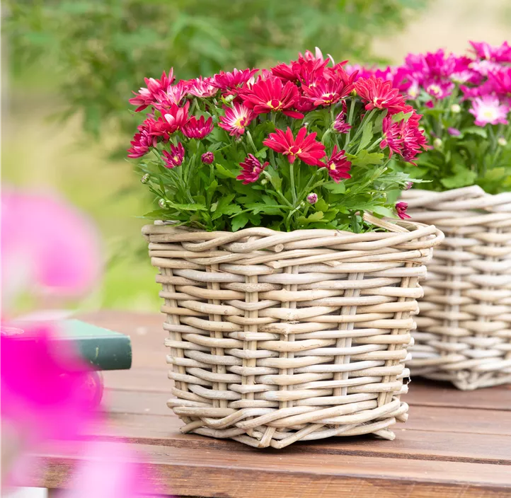 Multiflora-Chrysantheme