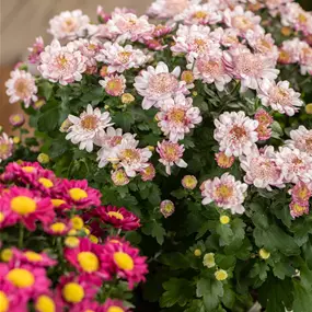 Chrysanthemum multiflora