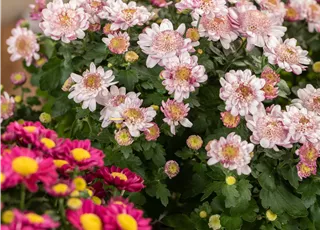 Chrysanthemum multiflora 'Amarena'