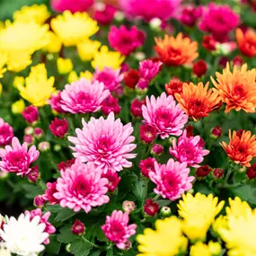 Chrysanthemum multiflora