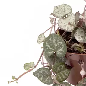 Ceropegia woodii Mini