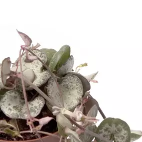 Ceropegia woodii variegata