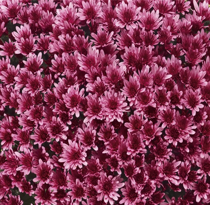 Multiflora-Chrysantheme 'Aduro'