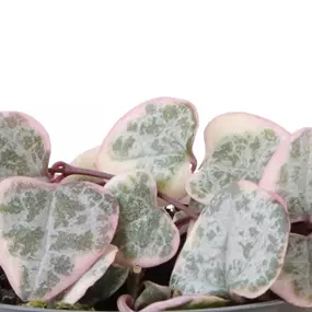 Ceropegia woodii variegata Mini