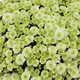 Chrysanthemum multiflora Pistache