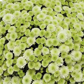 Chrysanthemum multiflora Pistache