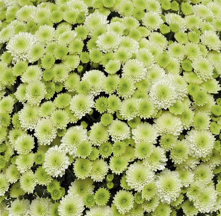 Multiflora-Chrysantheme 'Pistache'