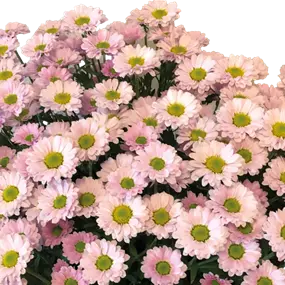 Chrysanthemum multiflora verdunkelt