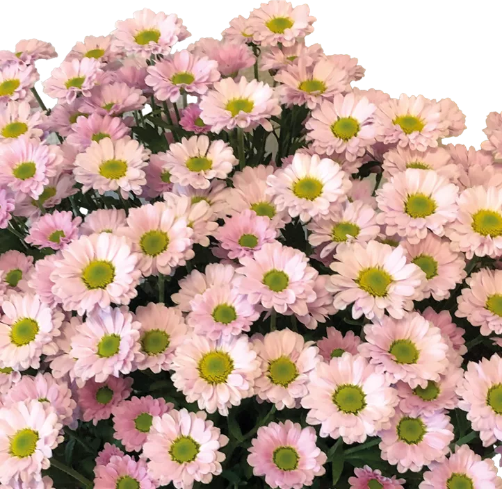Multiflora-Chrysantheme