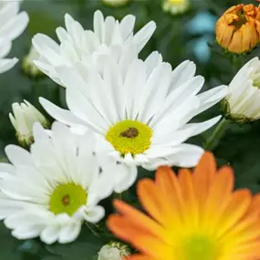 Chrysanthemum Schale Classic