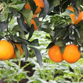 Citrus arancio tarocco messina Stamm