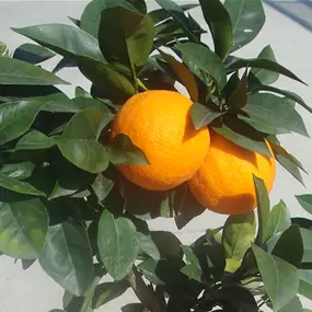 Citrus arancio washington navel Stamm