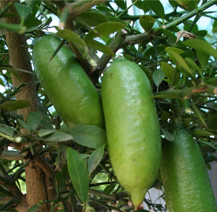 Australische Fingerlimette