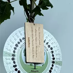 Acer platanoides (Keltischer Baumkreis)