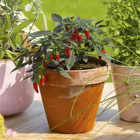 Capsicum annuum Hochbeet