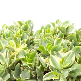 Crassula arborescens 'Curly Green' variegata