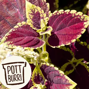 Coleus blumei Pottburri