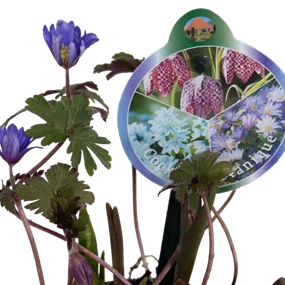 Cocktail Mix Botanique