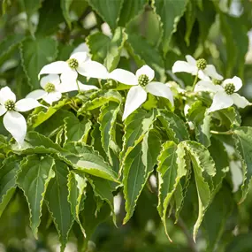 Cornus kousa Milky Way