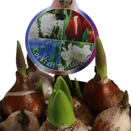 Cocktail Mix Hollandia