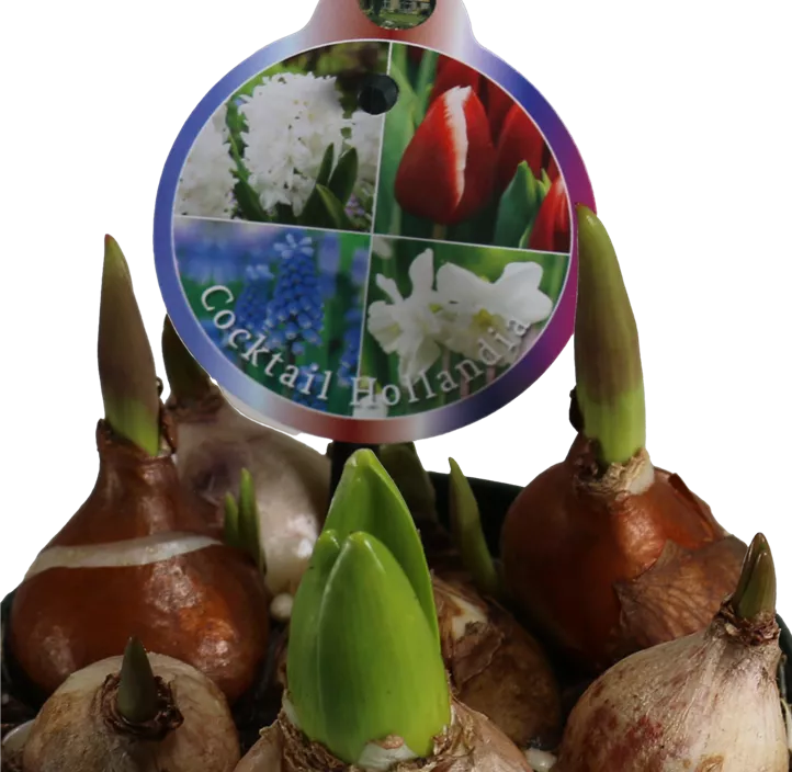 Zwiebel Cocktail Hollandia