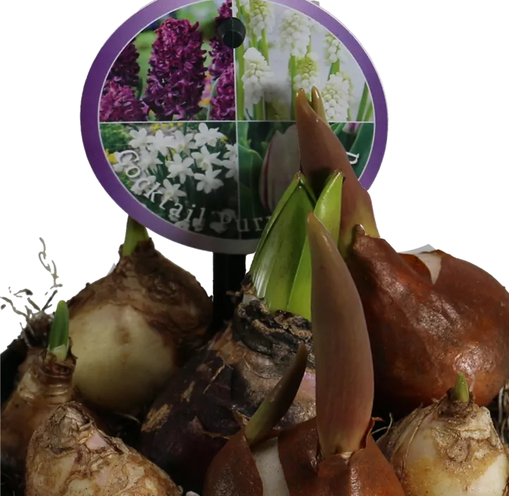 Zwiebel Cocktail Purple Field